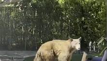 Ficou à vontade: urso invade residência, toma banho de piscina e mata a fome no lixo