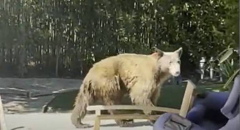 Urso invadiu o quintal de um casal na Califórnia