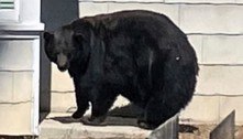 Após invadir casas por mais de um ano e se livrar da pena de morte, urso gigante é capturado