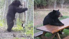 Fãs de piquenique e medo de espelho: a web descobriu que ursos são animais muito engraçados