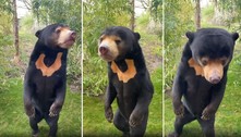Zoológico da Inglaterra faz vídeo para provar que urso chinês  é real e não um humano fantasiado