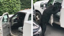 Urso abre porta facilmente e vasculha carro em busca de comida