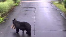 Urso rouba pacote de entrega e é flagrado por câmera de segurança