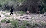 Já em outubro, um encontro raro foi filmado em um parque no Sri Lanka. Um urso tentou ficar de pé para intimidar um leopardo que se aproximou com intenções não reveladas, mas a movimentação agressiva falhou totalmente