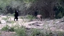 Urso fica em pé para intimidar leopardo, mas falha totalmente