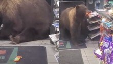 Urso invade loja, ignora funcionário e manda ver nas barras de chocolate