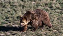Após matar 66 vacas e escapar de armadilhas por três anos, 'urso ninja' é sacrificado