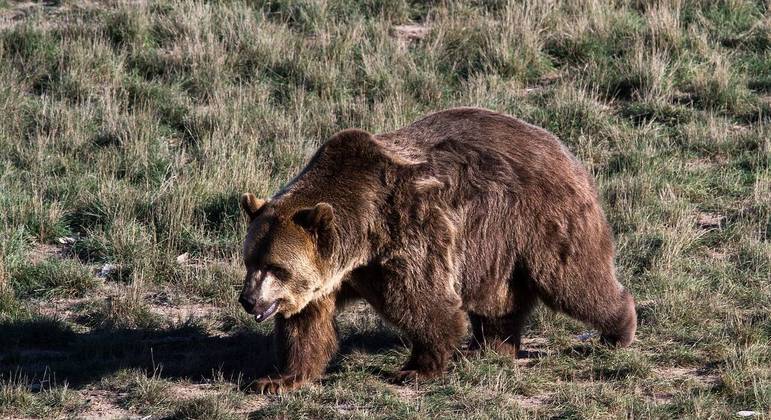 Urso era perseguido há três anos