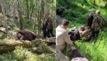 Vingança quase plena: urso baleado mata caçador, mas morre em seguida