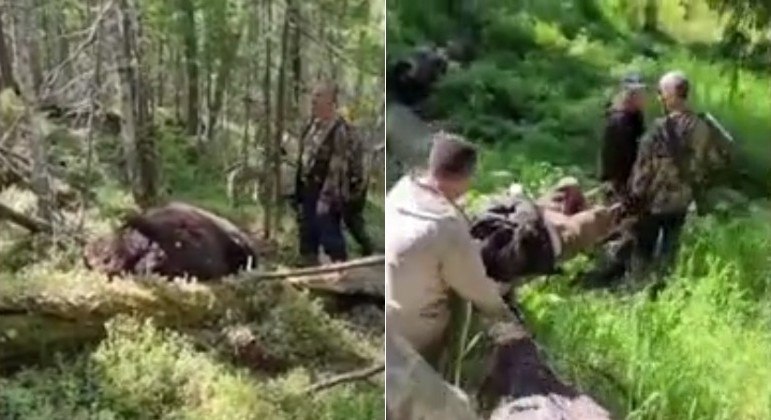 Urso baleado matou caçador russo, mas morreu na sequência