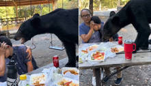 Pega ladrão! Urso sobe em mesa de parque para devorar comida de família