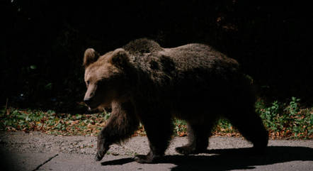A Romênia tem a maior população de ursos-pardos da Europa, quase 8.000
