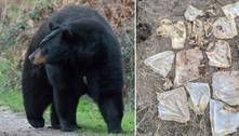 Urso de 180 Kg é sacrificado nos EUA após ter o intestino entupido por lixo