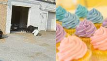 Ladrão peludo: urso negro faminto invade padaria e come 60 cupcakes