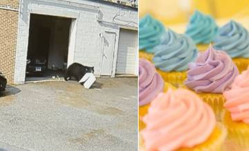 Ladrão peludo: urso negro faminto invade padaria e come 60 cupcakes (Reprodução/Twitter - Pixabay)