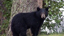Urso realocado caminha mais de 1.600 km para retornar ao parque preferido e comer lixo