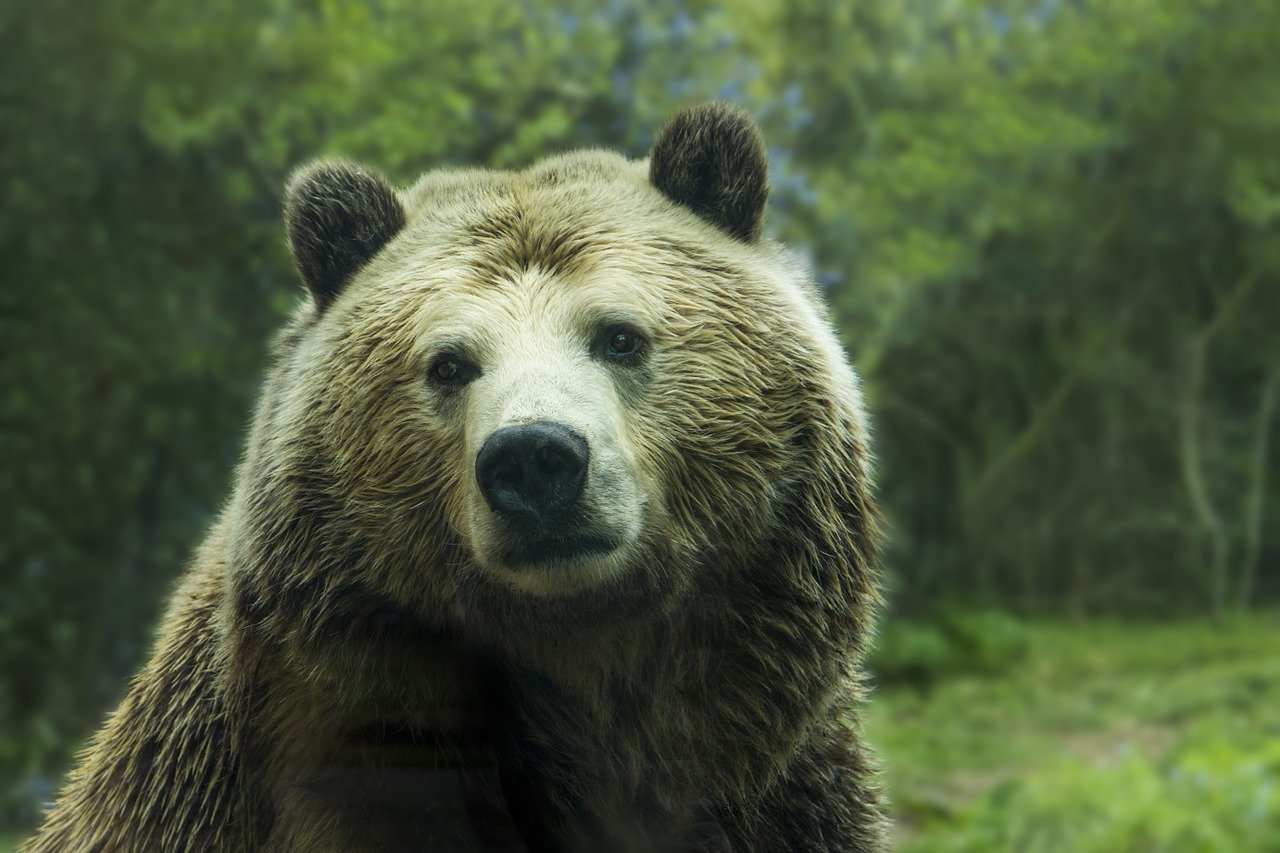 A seguir. veja instruções dadas pelo Serviço Nacional de Parques dos EUA para não sacrificar um urso (caso encontrar com um) e fugir em segurança