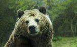 A seguir. veja instruções dadas pelo Serviço Nacional de Parques dos EUA para não sacrificar um urso (caso encontrar com um) e fugir em segurança