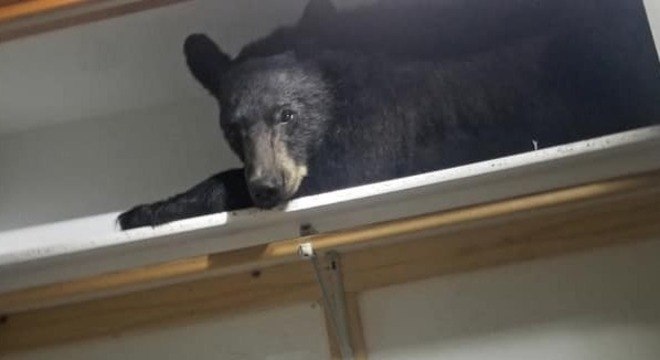 Urso foi flagrado dormindo em armário em uma casa de Missoula, nos EUA