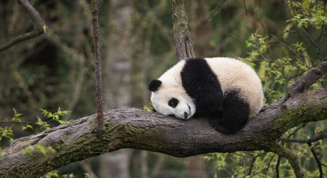 Urso panda- Habitat natural, reprodução e mais curiosidades