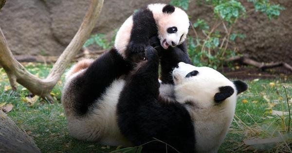 Urso panda – Características, comportamento, reprodução e curiosidades