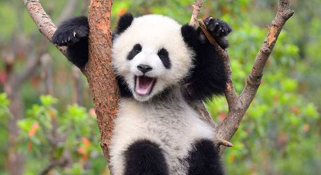 Urso panda- Habitat natural, reprodução e mais curiosidades