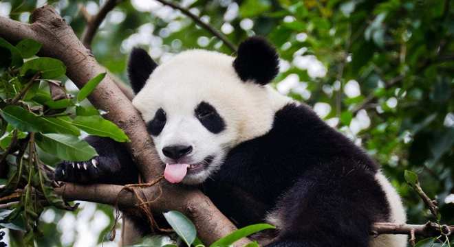 Urso panda- Habitat natural, reprodução e mais curiosidades