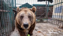 Urso-pardo Mark começa vida em liberdade após 20 anos de cativeiro na Albânia