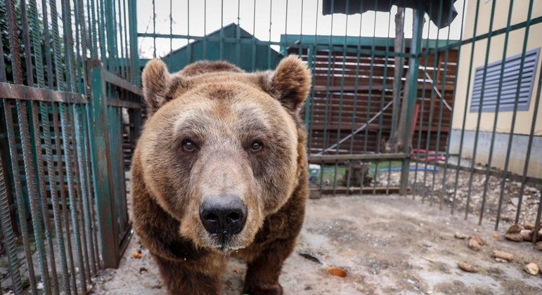Urso-pardo Mark viverá em um santuário depois de 20 anos em uma pequena gaiola
