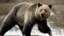 Urso mata duas pessoas e cachorro em parque nacional no Canadá 