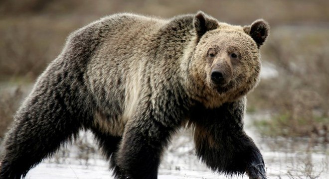 Urso pardo no Parque Nacional de Yellowstone, no estado de Wyoming (EUA)