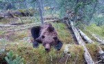 Um urso foi fortemente golpeado com um canivete no pescoço por um turista, após matar e comer um menino de 16 anos. O caso triste e chocante ocorreu no Parque Nacional Ergaki, na Rússia, próximo da fronteira com a Mongólia