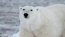Urso-polar fere turista em arquipélago norueguês no Ártico 