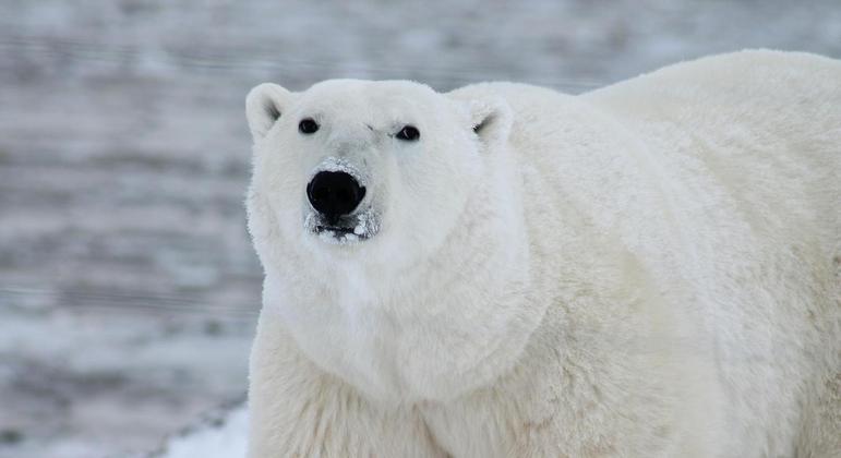 Urso-polar invadiu o acampamento onde estavam 25 pessoas e feriu uma turista francesa no braço