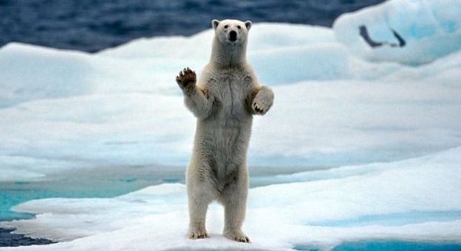 Segundo especialistas, é mas difícil direcionar os esforços de conservação para organismos vivos que não sejam tão bonitos quanto outros animais ameaçados, como ursos polares