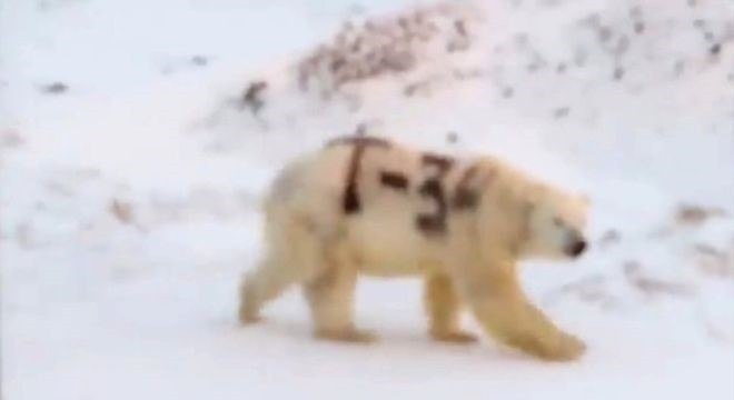 Vídeo em circulação nas redes sociais mostra urso polar com pelo pichado; teme-se que isso dificulte a habilidade do urso de se camuflar e, consequentemente, de caçar alimentos