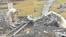 Chocante: ursa polar é resgatada repleta de tiros e faminta em área remota do Ártico