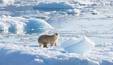 Ursos-polares modificam o comportamento devido às mudanças climáticas (Reprodução/NASA/Thomas W. Johansen)