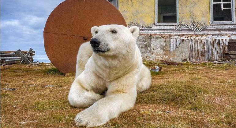 Ursos-polares decidiram encontrar um local inusitado para viver, na Rússia