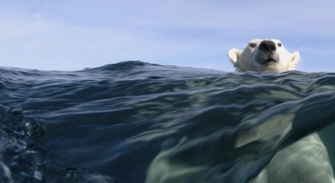 As geleiras do Ártico diminuíram nos últimos anos