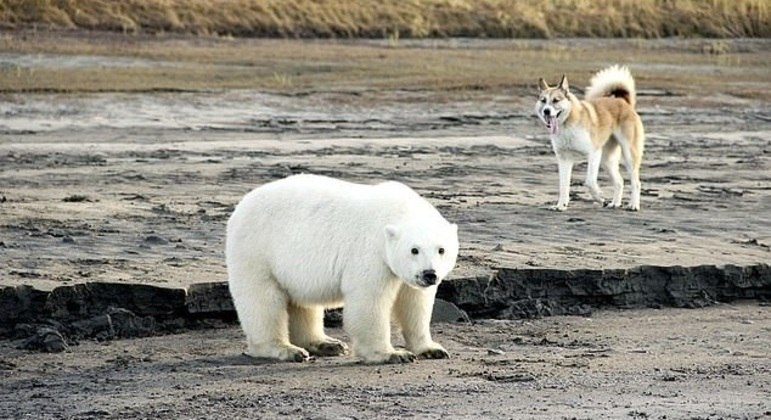 Ataque de urso polar: pensei que era o fim