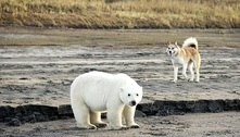 Urso polar perdido é visto correndo 485 km ao sul de onde deveria estar