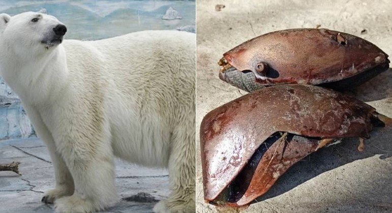 Um urso polar morreu em zoológico russo após ingerir uma bola de borracha