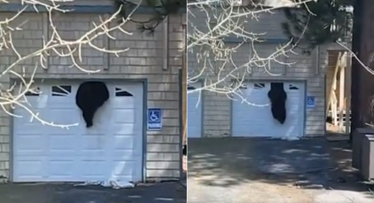 Urso grandalhão usou janelinha em porta de garagem para invadir casa na Califórnia (EUA)