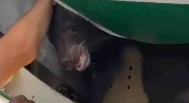 Urso fugiu de dentro de sua jaula
