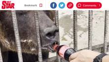 Urso toma refrigerante de visitante em zoológico na China
