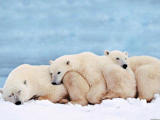 Ursos - A temperatura corporal dos ursos cai de 38ºC para 34ºC no inverno. Eles não chegam a hibernar. Mas dormem bastante nessa época, com a queda do metabolismo. 