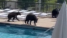 Festa na piscina de estudantes é interrompida por sete ursos