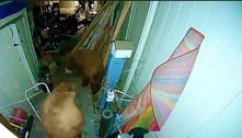 Ursos trocam sopapos, assustam moradora e espalham caos em garagem