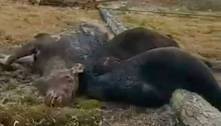 Ursos morrem eletrocutados ao comerem cadáver de alce russo